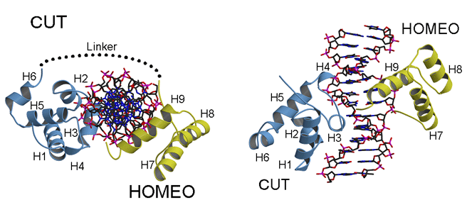 3D structure of HNF-6