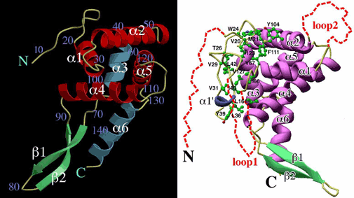 [Ribosomal Protein S7]