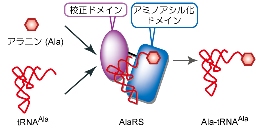アラニルtRNA合成酵素の分子機構解明