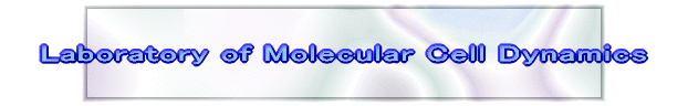 Laboratory of Molecular Cell Dynamics